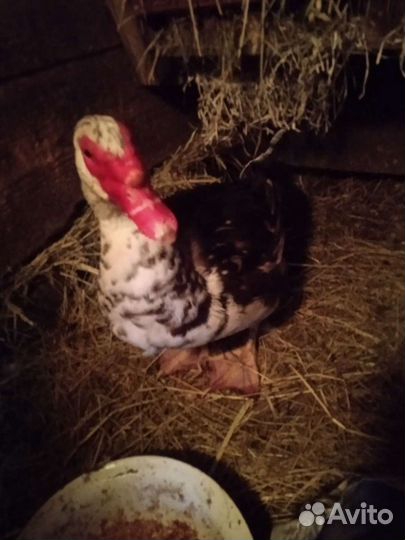 Селезень,индоутки