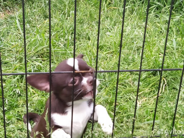 Малыш чихуахуа мальчик