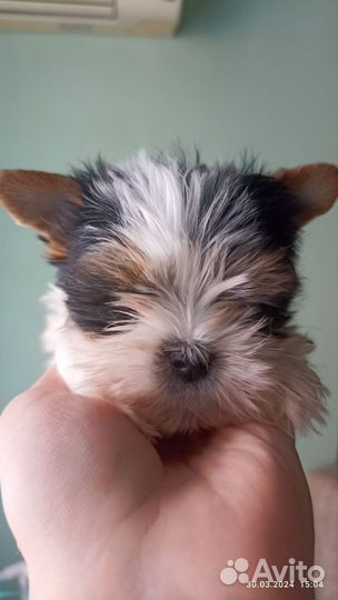 Щенки бивер