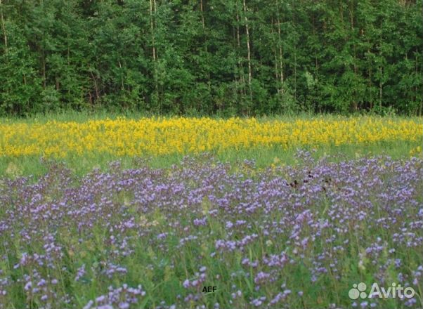 Мед 2024 года натуральный опт