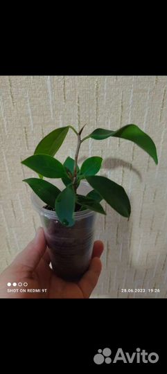 Фикус Моклейма