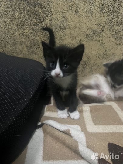 Отдам котят в добрые руки