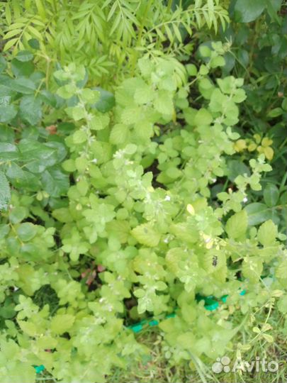 Мелиса лимонная