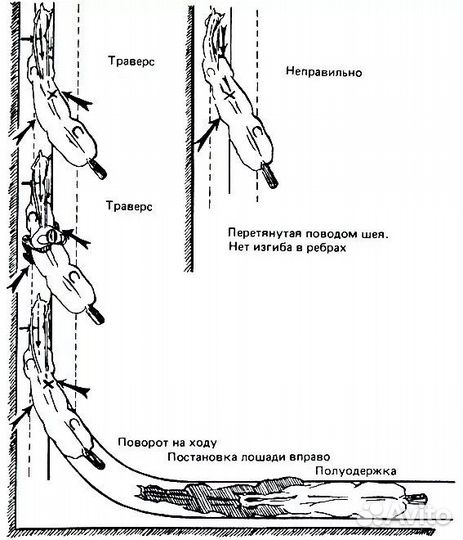 Массаж лошади