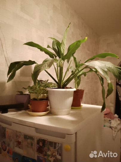 Спатифиллум