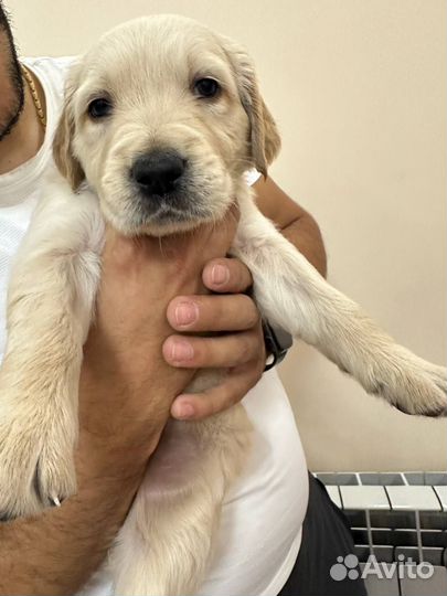 Золотистый ретривер