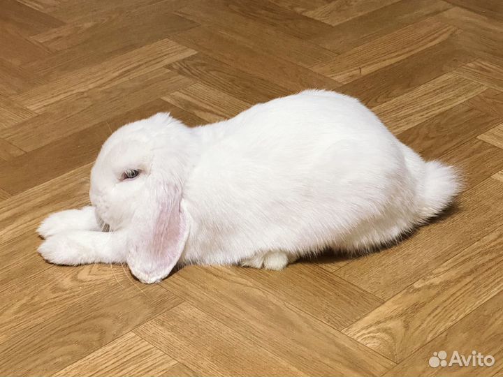 Декоративный кролик бесплатно