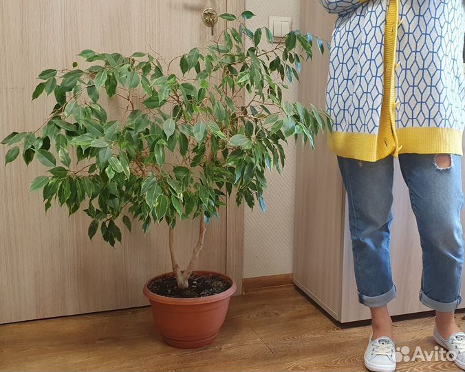 Фикус бенджамина