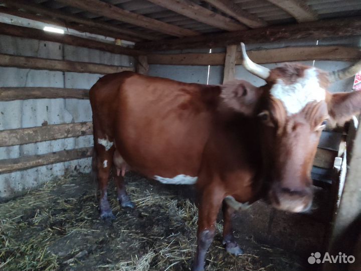 Корова дойная