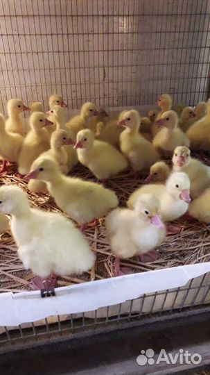 Гусята Гусята Гусята