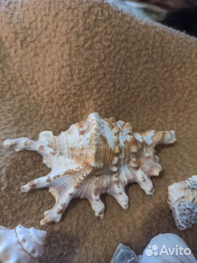 Морские ракушки цена за все