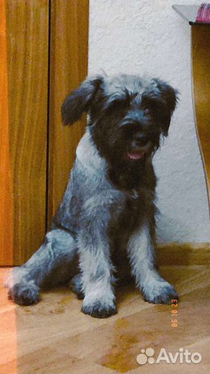 Миттельшнауцер