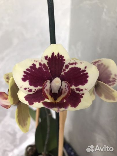 Орхидея фаленопсис Mituo Peacock Queen