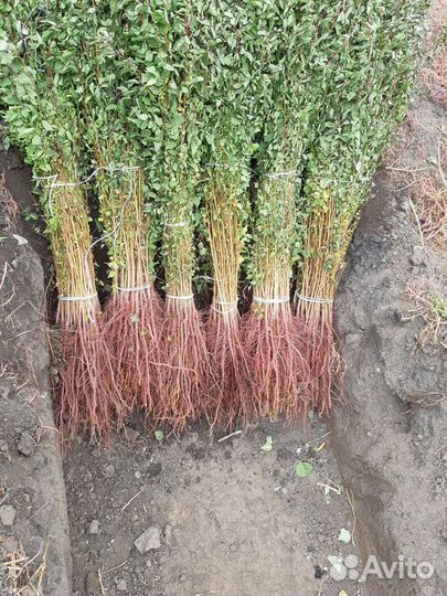 Подвой Жердела