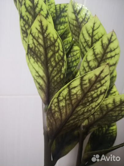 Замиокулькас Big Round leaf Black, Round leaf