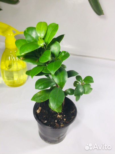 Комнатные растения