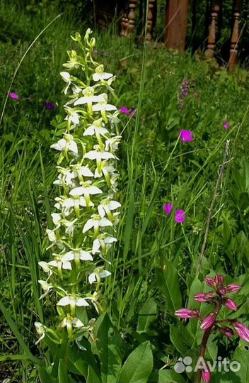 Дикая орхидея