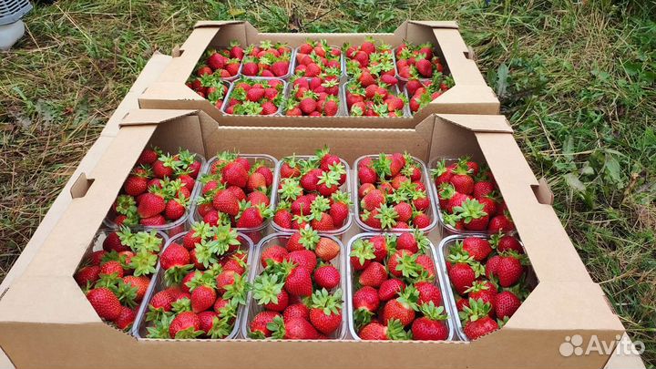 Сладкая клубника оптом
