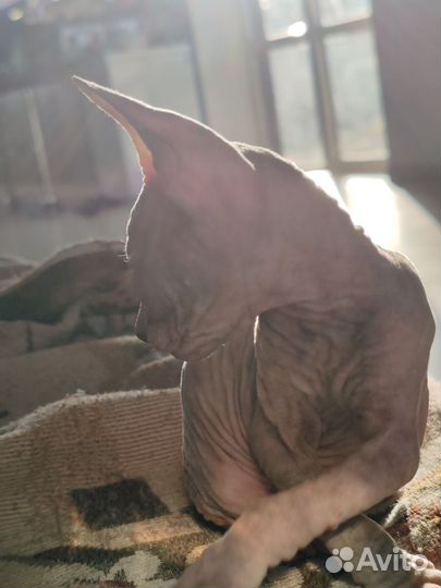 Донской сфинкс