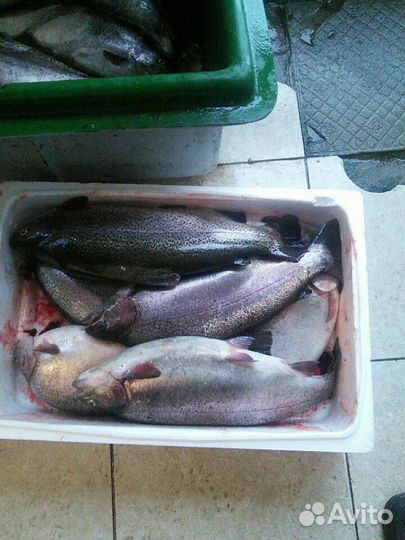 Форель прямо с рыб.хозяйства
