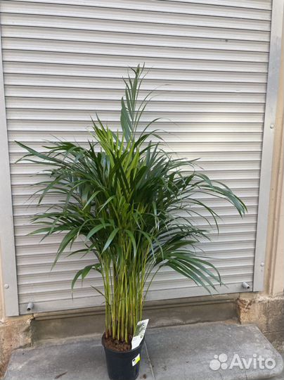 Пальма Арека