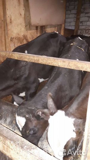 Бычки и быки