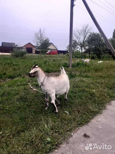 Продам 2 козликов