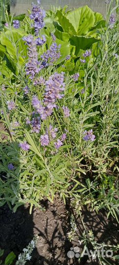 Цветы рассада