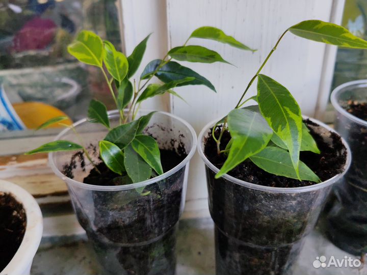 Фикус бенджамина