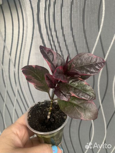 Гибискусы и цветы