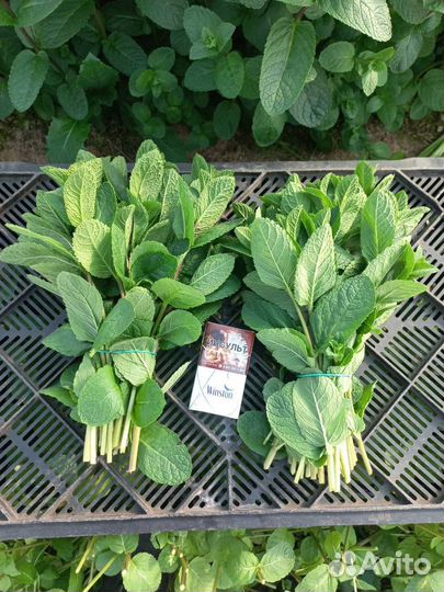 Мята свежая