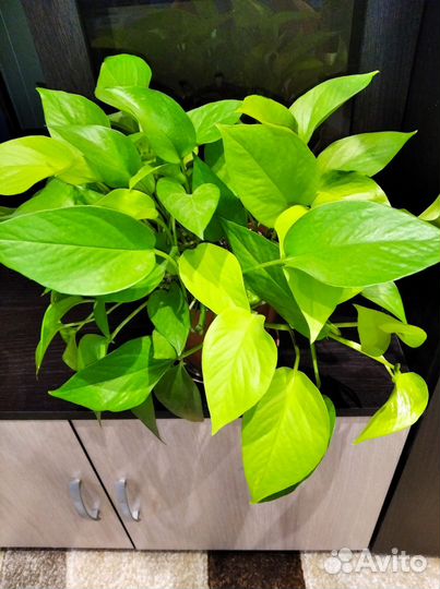 Сциндапсус лайм, неон