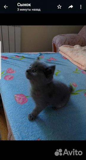 Британские котята