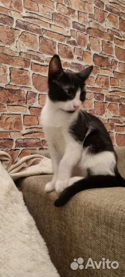 Котенок