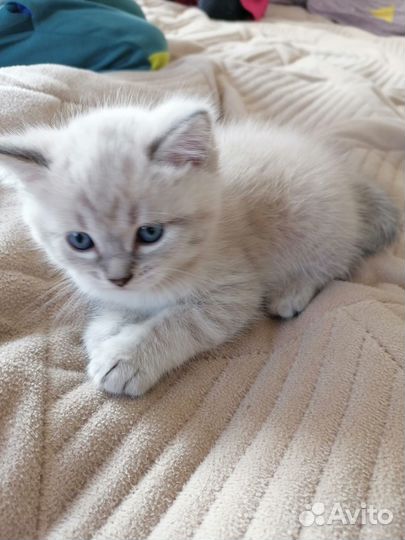 Котенок 1 месяц