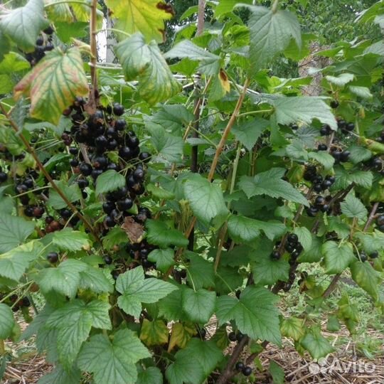 Смородина, крыжовник, вишня, черешня, яблони