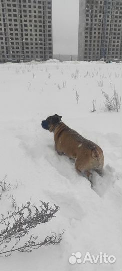 Щенки Кане Корсо