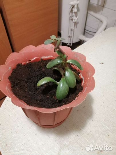 Цветы комнатные