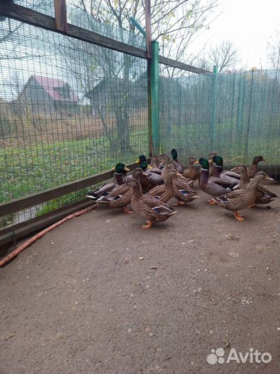 Подсадные утки