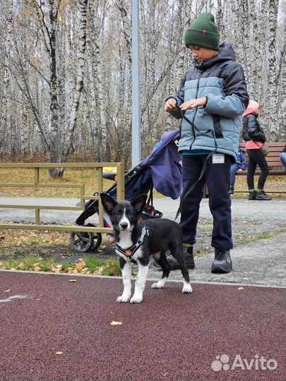 Бордер колли