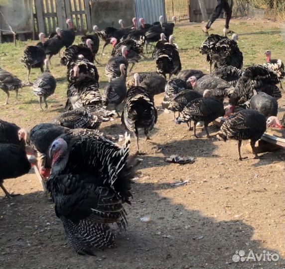 Индюки бронза