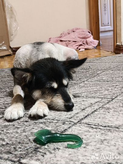 Собака в добрые руки