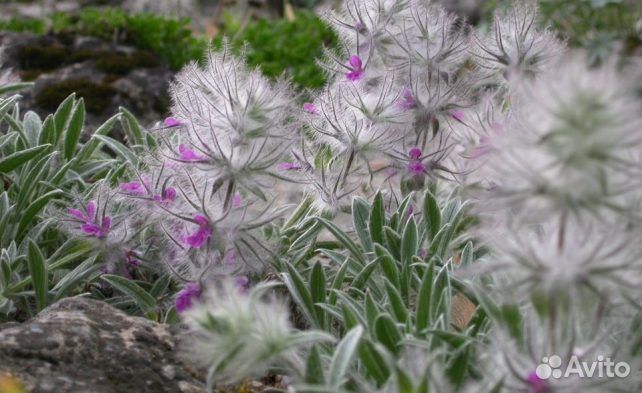 Чистец заячьи ушки