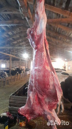 Мясо говядина для собак