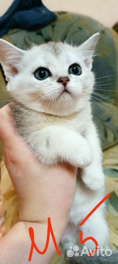 Котики бесплатно