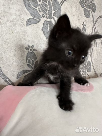 Отдам котенка в добрые руки