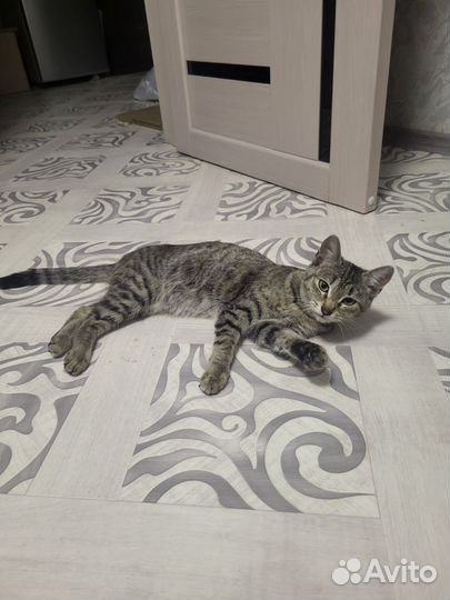 Найдена кошка