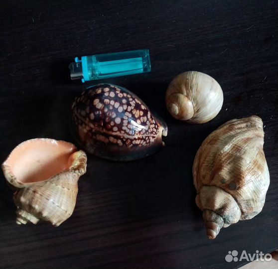 Набор из 4 ракушек 500 р