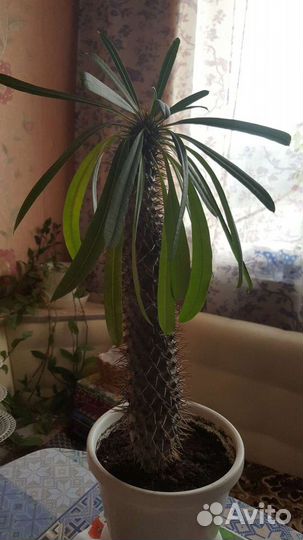 Пахиподиум