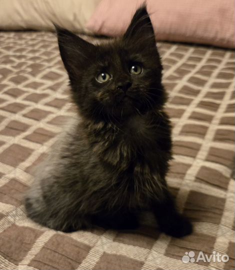 Котята породы мейн-кун